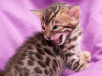 Bengal Cat Züchter